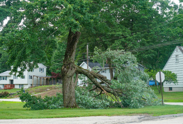 Plainview, TX Tree Care  Company